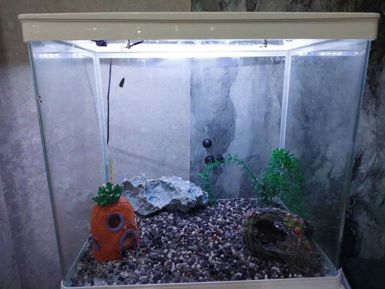 یک عدد اکواریوم با تمام وسیله ها|لوازم جانبی حیوانات|اهواز, کیانشهر|دیوار