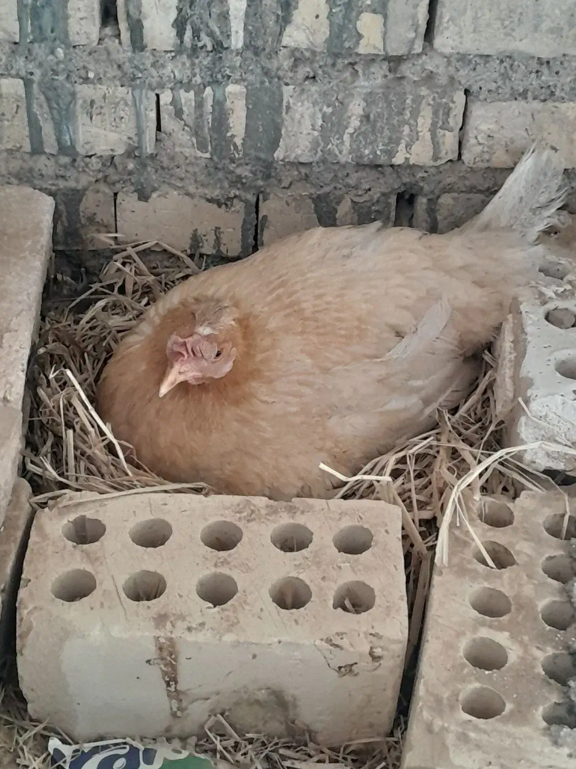 مرغ وخروس|حیوانات مزرعه|حمیدیه, |دیوار