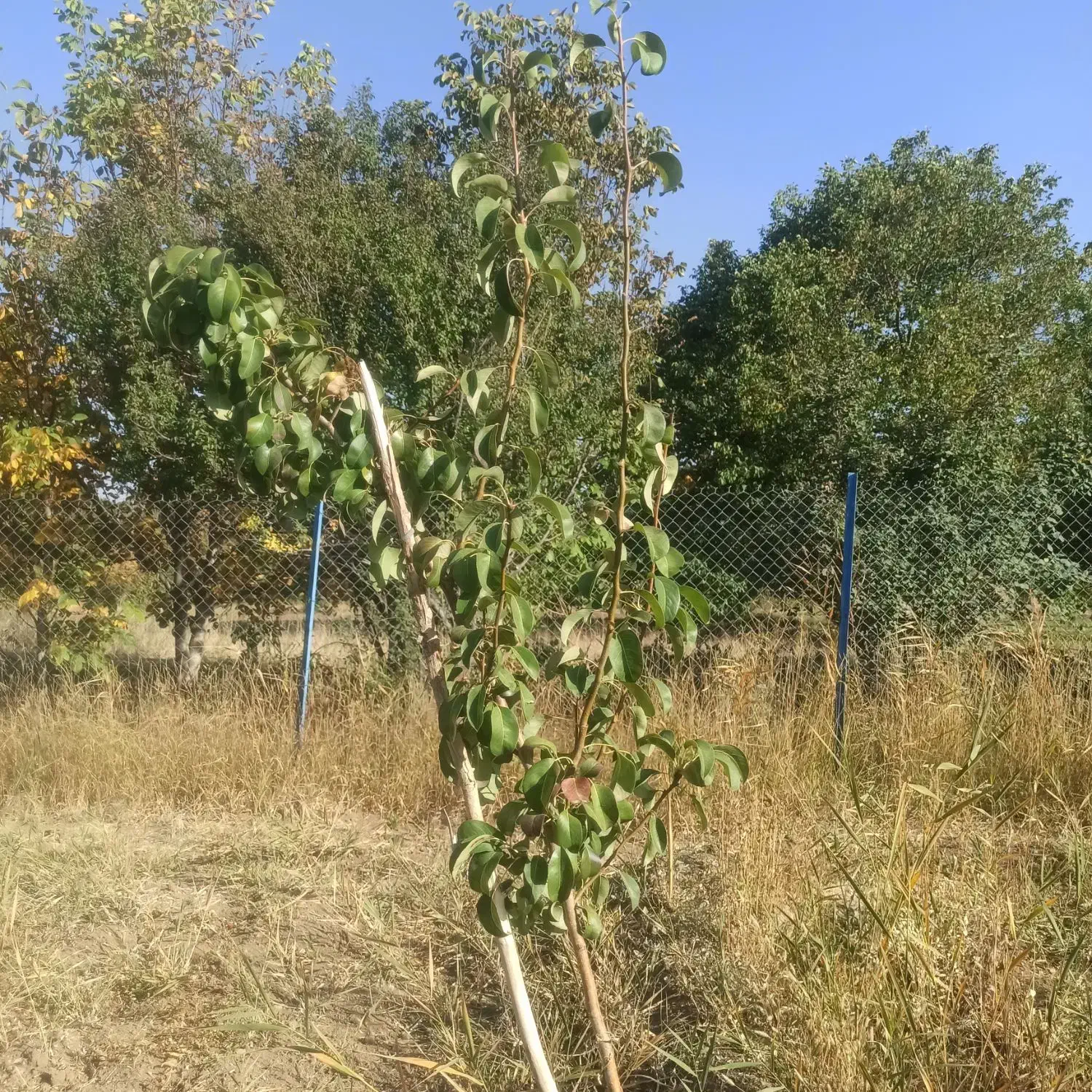 باغ فریدونشهر اصفهان|فروش دفتر صنعتی، کشاورزی، تجاری|فریدونشهر, |دیوار