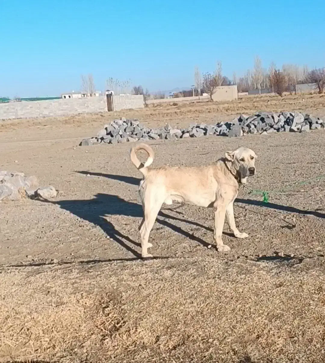 واگذاری سگ نگهبان|سگ|سراب, |دیوار