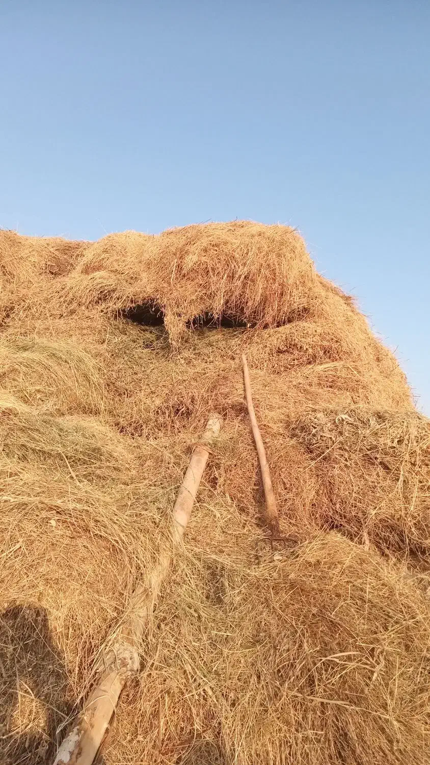 یونجه و گیاه دسته اول|خدمات باغبانی و درختکاری|شوط, |دیوار