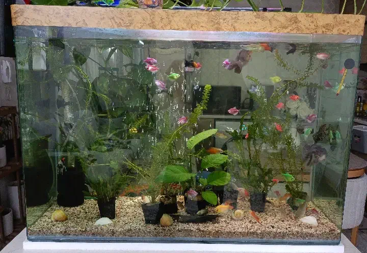 آکواریوم ماهیران همراه ماهی و وسایل|ماهی|قزوین, |دیوار