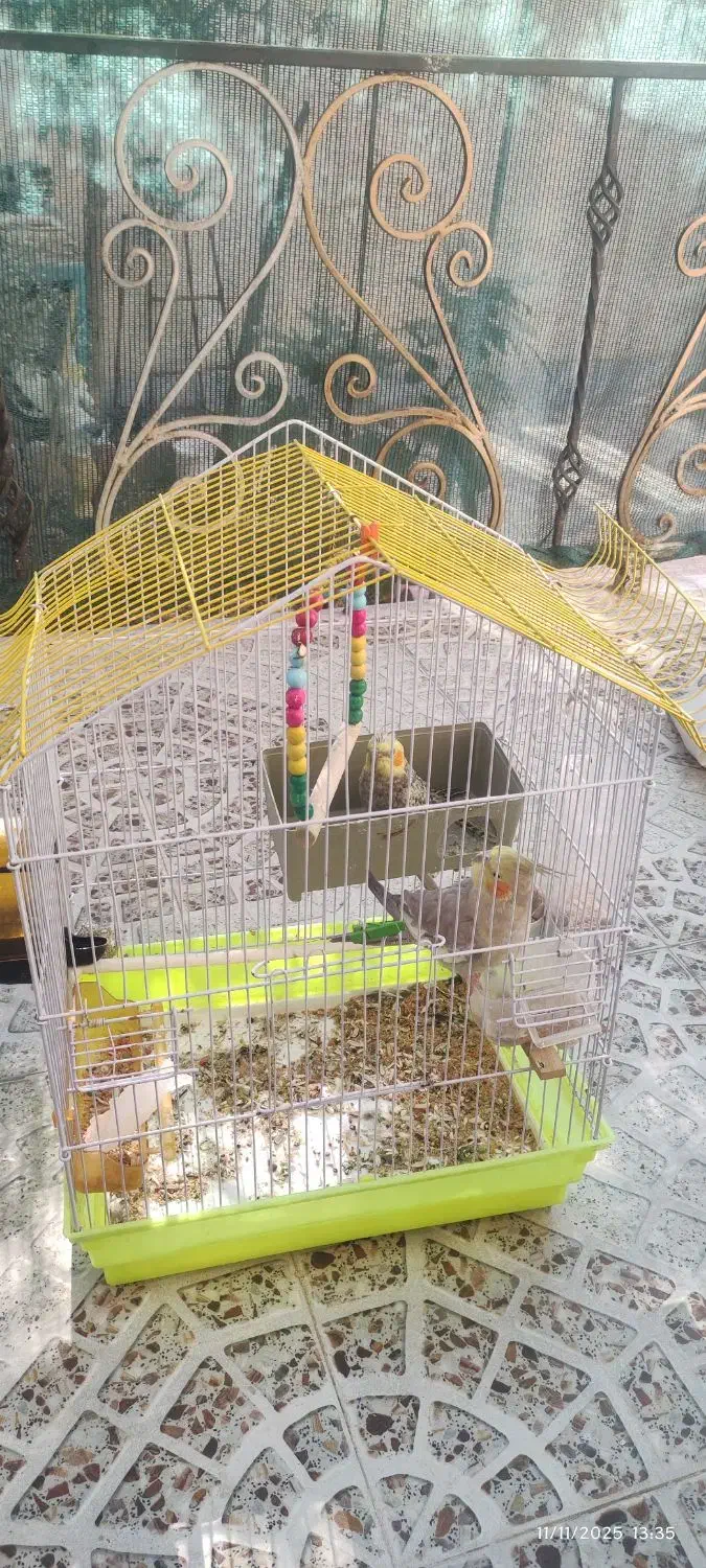 عروس هلندی|پرنده|گرمسار, |دیوار