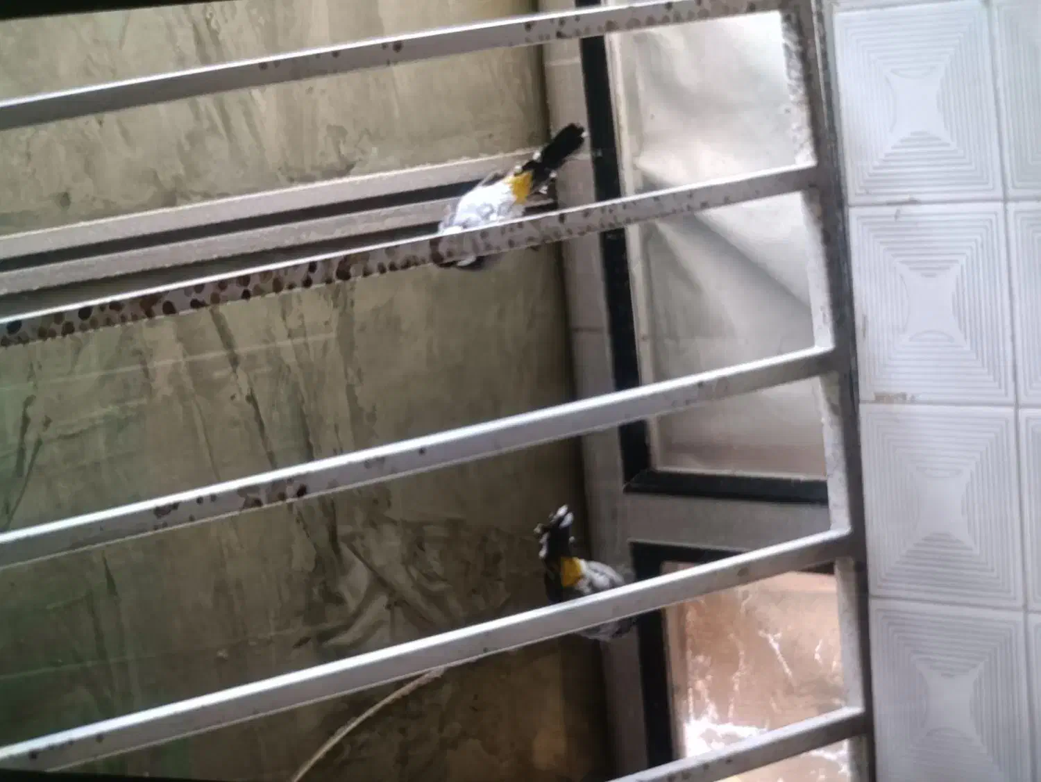 سهره قناری|پرنده|رامهرمز, |دیوار