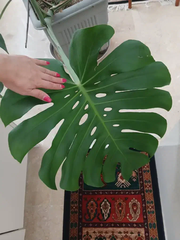 برگ انجیری مونسترا|گل و گیاه طبیعی|تهران, شهرک آزادی|دیوار