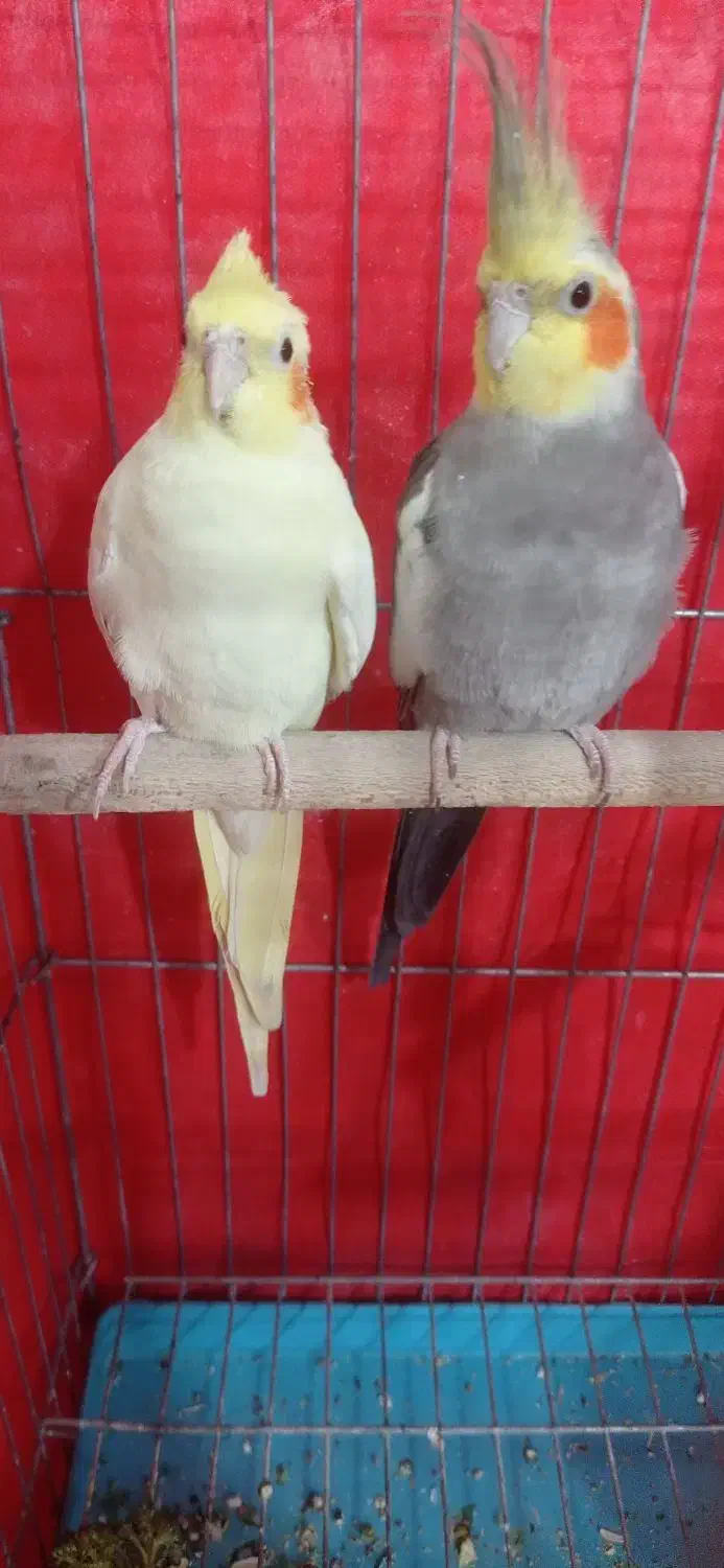 یک جفت عروس هلندی|پرنده|شیراز, شهرک رضوان|دیوار