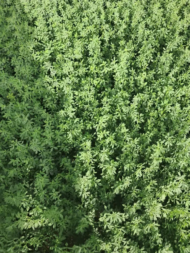 یونجه|حیوانات مزرعه|دهدشت, |دیوار