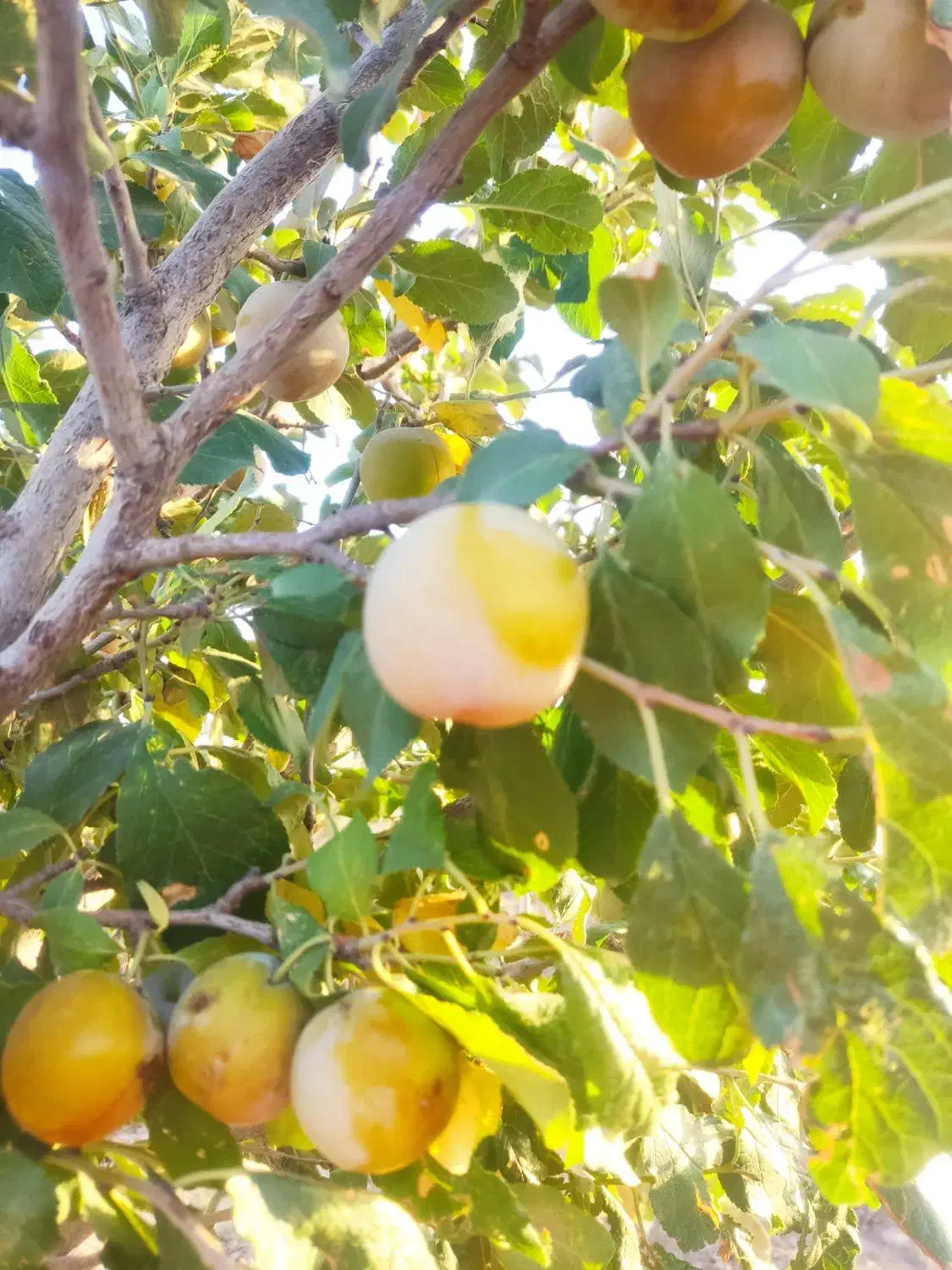 فروش باغ در بینالود ایران خودرو خراسان|فروش زمین و ملک کلنگی|ملک‌آباد, |دیوار