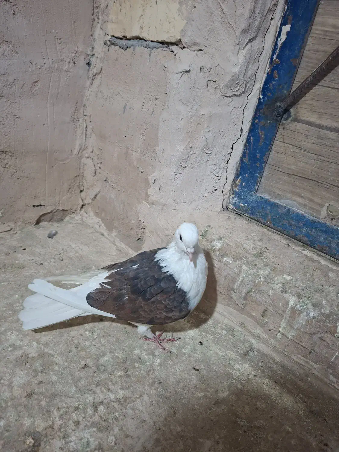 کفتر|پرنده|کهک, |دیوار