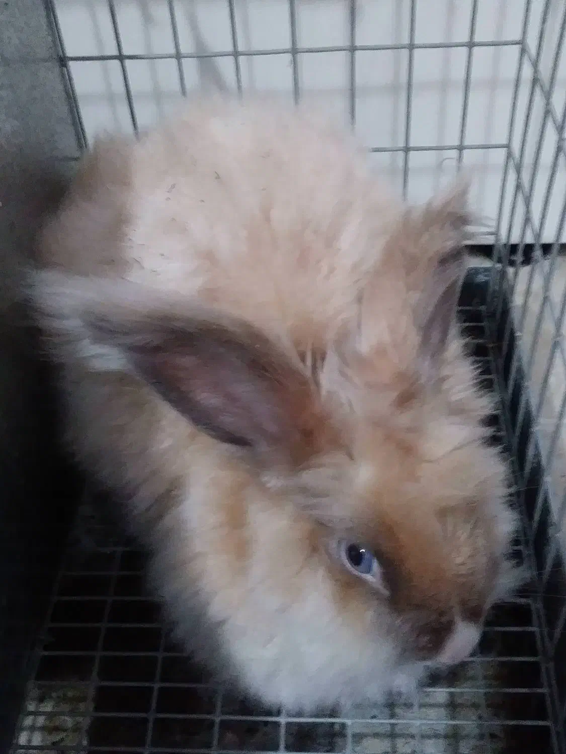 خرگوش لوپ هلندی|موش و خرگوش|تهران, هفت چنار|دیوار