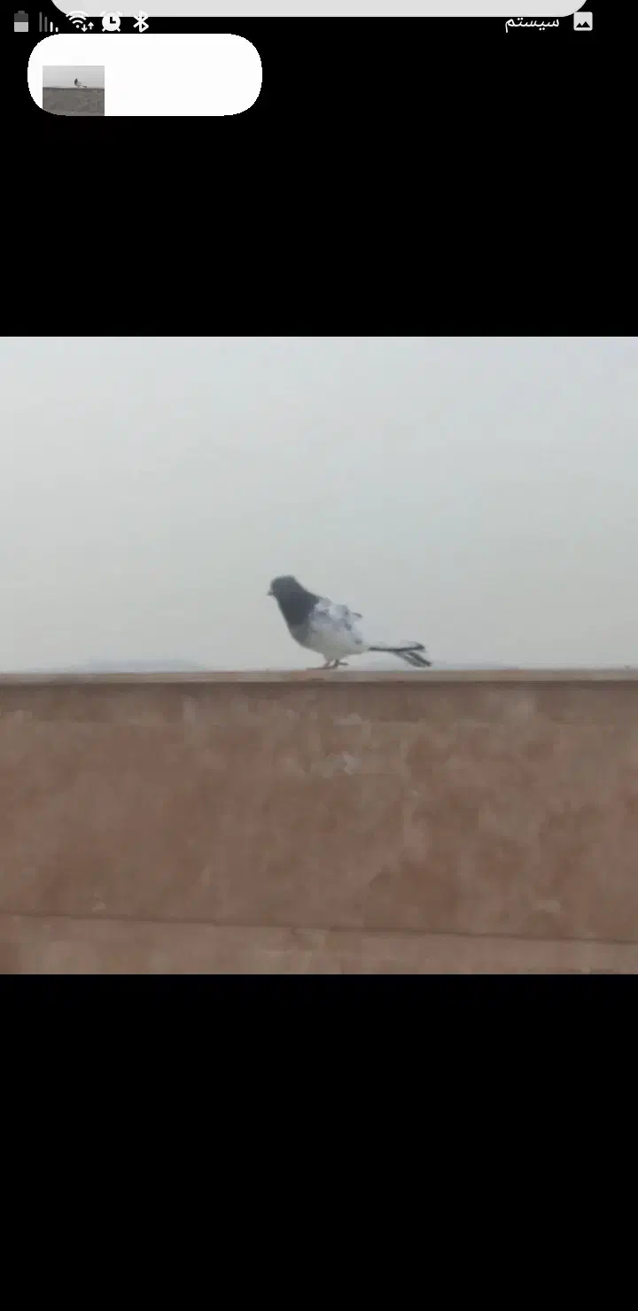 یک عدد کفتر کله دار کاکولی|پرنده|چهارباغ, |دیوار