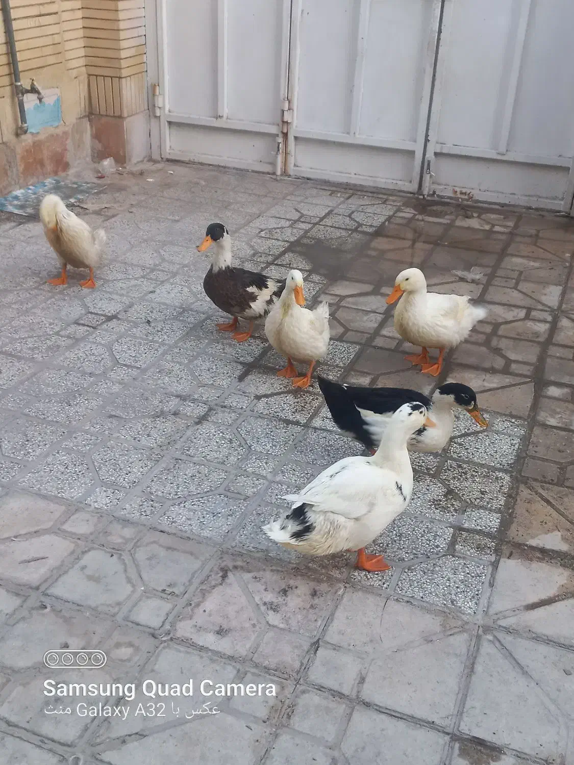 اردک|حیوانات مزرعه|شیراز, پودنک|دیوار