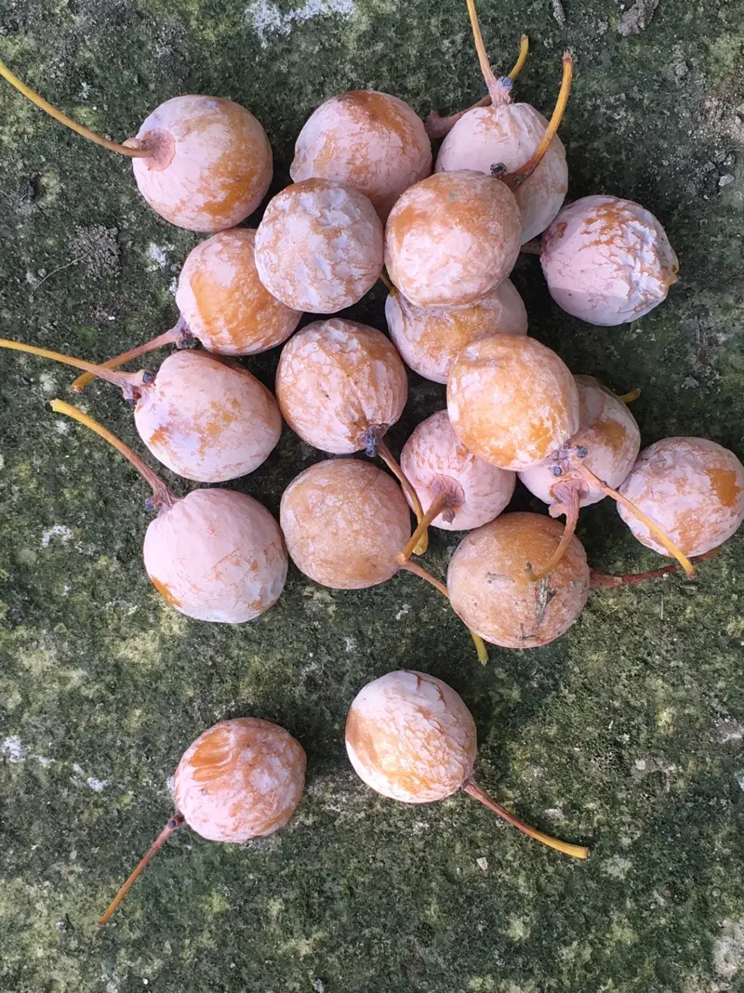 بذر درخت ژینکو|خدمات باغبانی و درختکاری|نوشهر, |دیوار