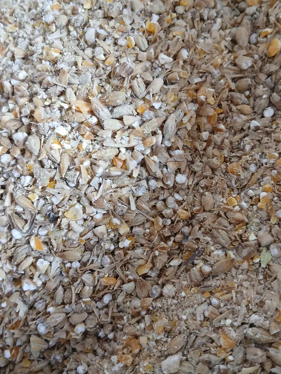 جوزرتدرجهیک|عمدهفروشی|مهران (ایلام), |دیوار