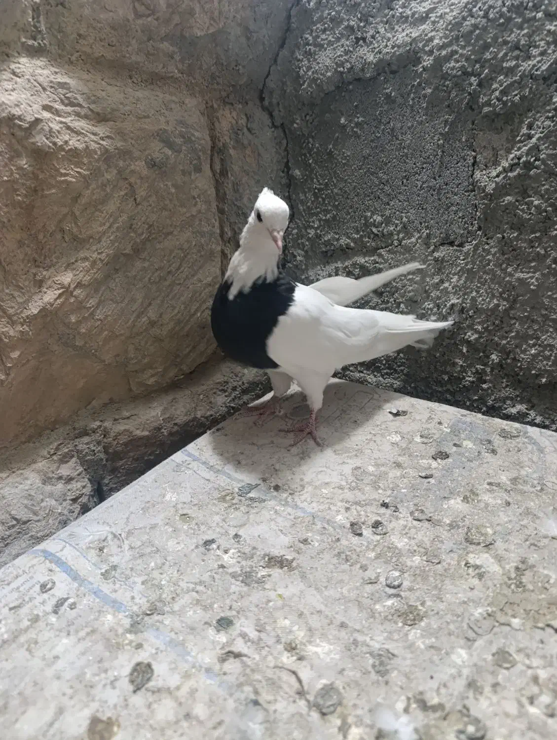 ماده|پرنده|سنندج, |دیوار