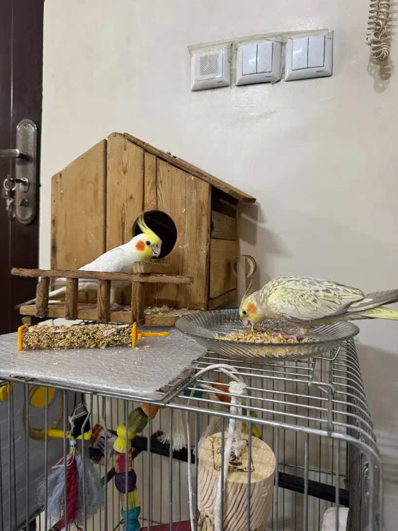 عروس هلندی نر و ماده|پرنده|تهران, افسریه جنوبی|دیوار