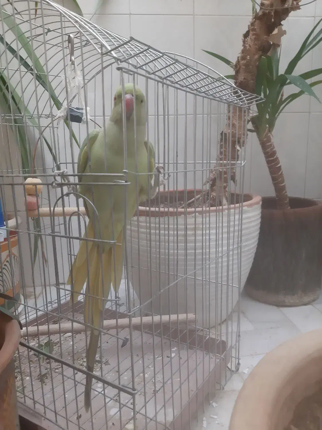 فروش طوطی ملنگو|پرنده|یزد, |دیوار