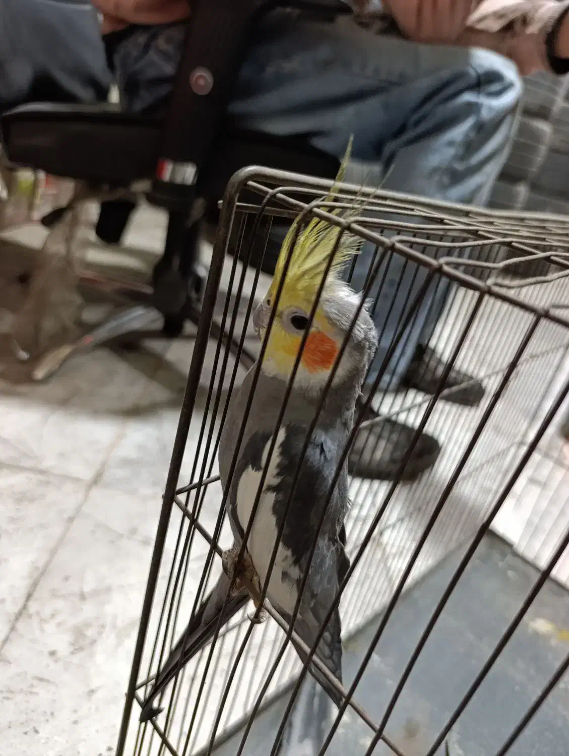 عروس هلندی باجوجه|پرنده|کرج, شهرک سهرابیه|دیوار