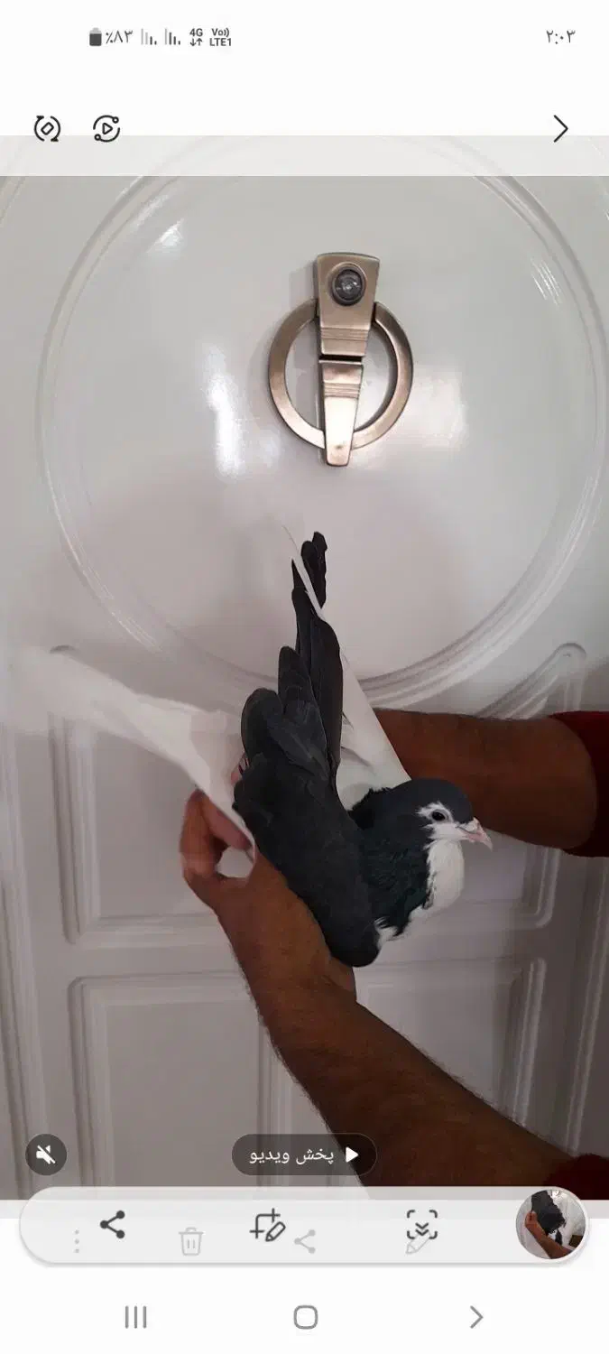 راست سیله خوشکل بدون ایراد|پرنده|اسفراین, |دیوار