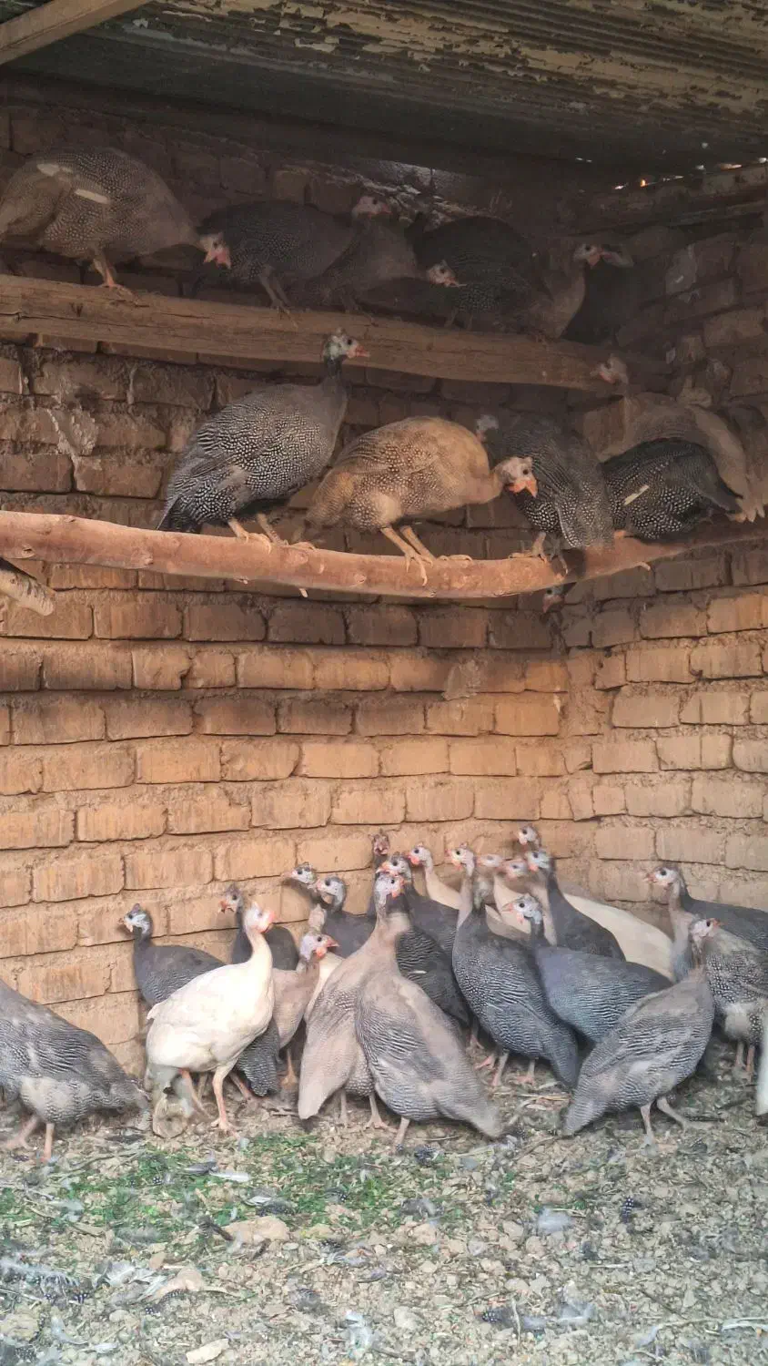 مرغ شاخدار|حیوانات مزرعه|بانش, |دیوار