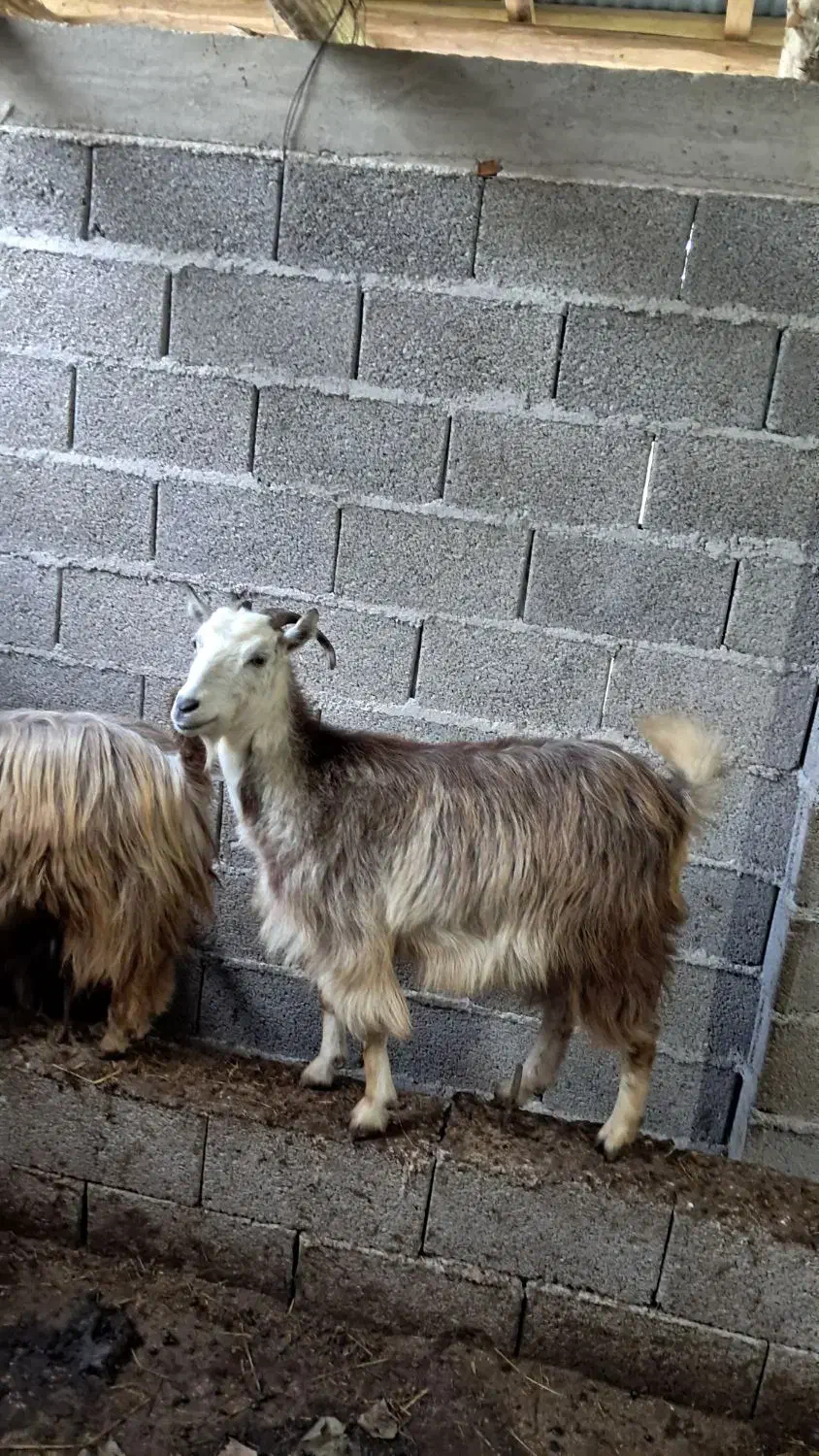 بز های جوان ۱ ساله حدود ۴۰ کیلویی گوسفند|حیوانات مزرعه|رشت, بازار|دیوار