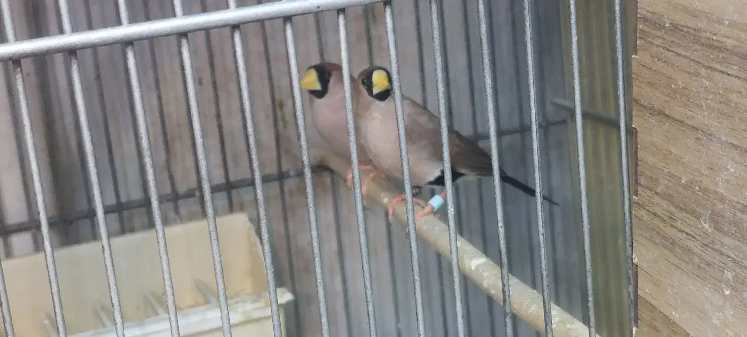 فنچ گلو بریده زبرا کرواتی پارسون سیلور گلدین|پرنده|تهران, دولاب|دیوار