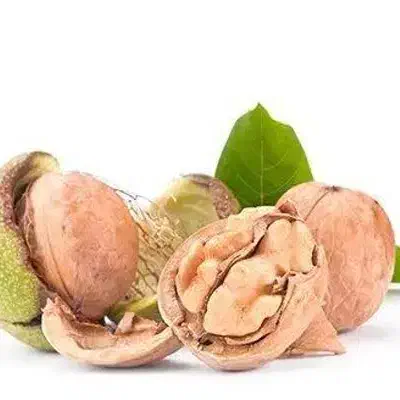 پیشفروش نهال گردو لارا رقم بذری|خدمات باغبانی و درختکاری|ایوان, |دیوار