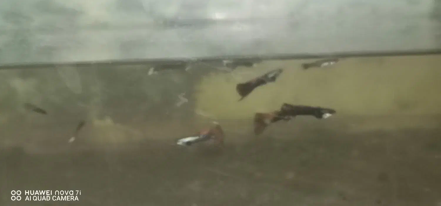 ماهی گوپی دونه20|ماهی|سبزوار, صالح آباد|دیوار