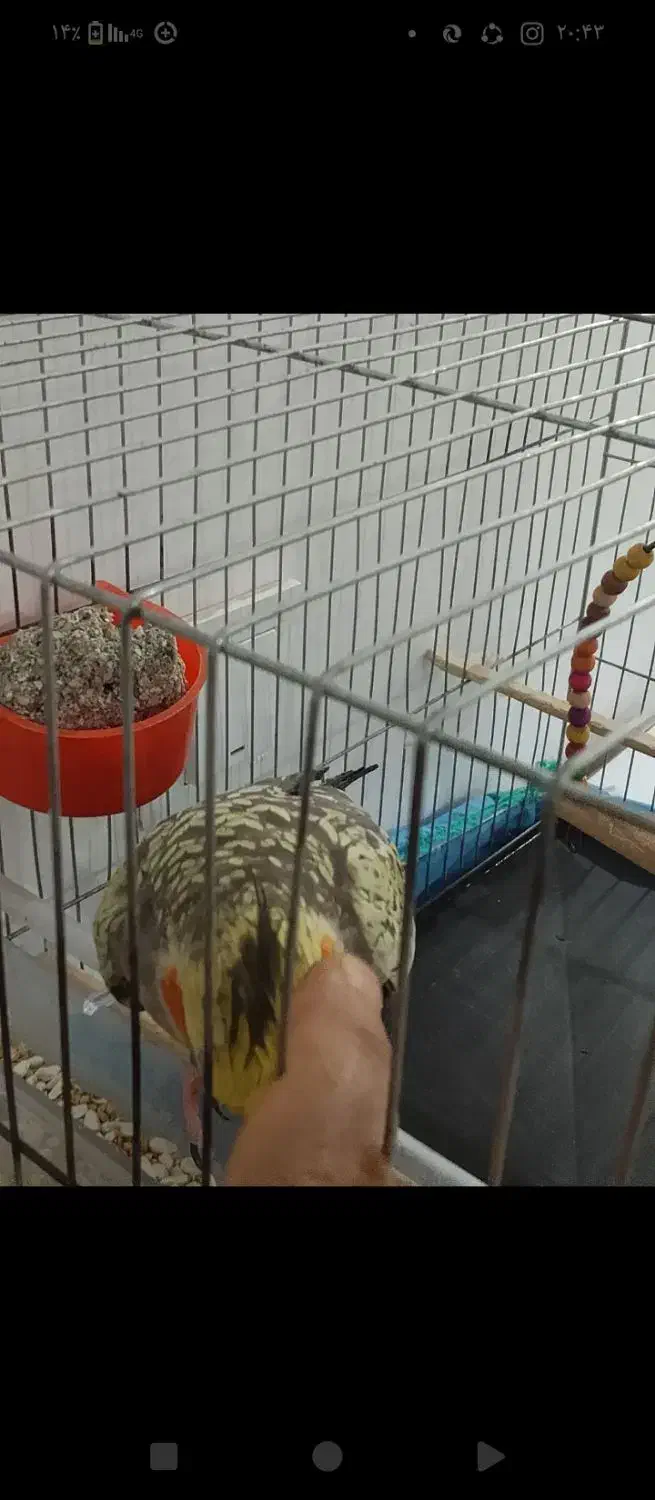 عروس هلندی|پرنده|اهواز, پردیس|دیوار