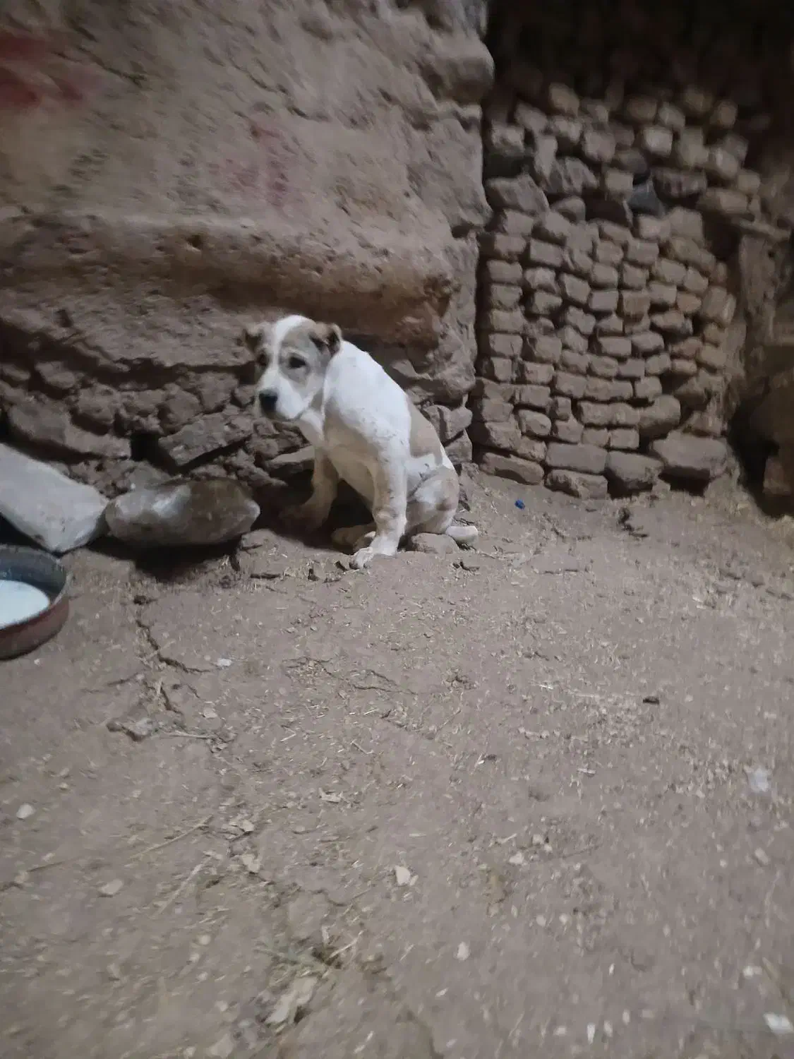 توله ماده|سگ|نیشابور, مازول|دیوار