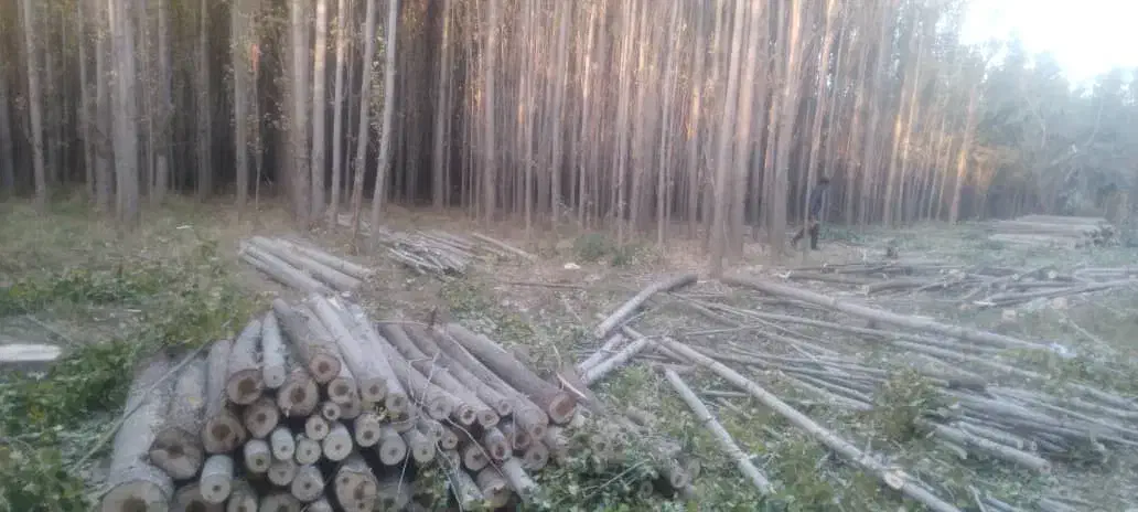 خدمات خرید چوب آلات و چوب گردو به بالاترین قیمت|خدمات باغبانی و درختکاری|الشتر, |دیوار