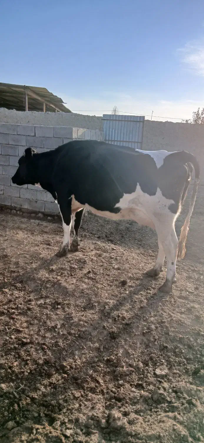 گاو آبستن شیر بالا|حیوانات مزرعه|اسفراین, |دیوار