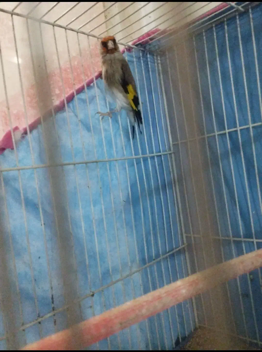 سهره نر بالغ|پرنده|تربت جام, باغ سنگان سفلی|دیوار