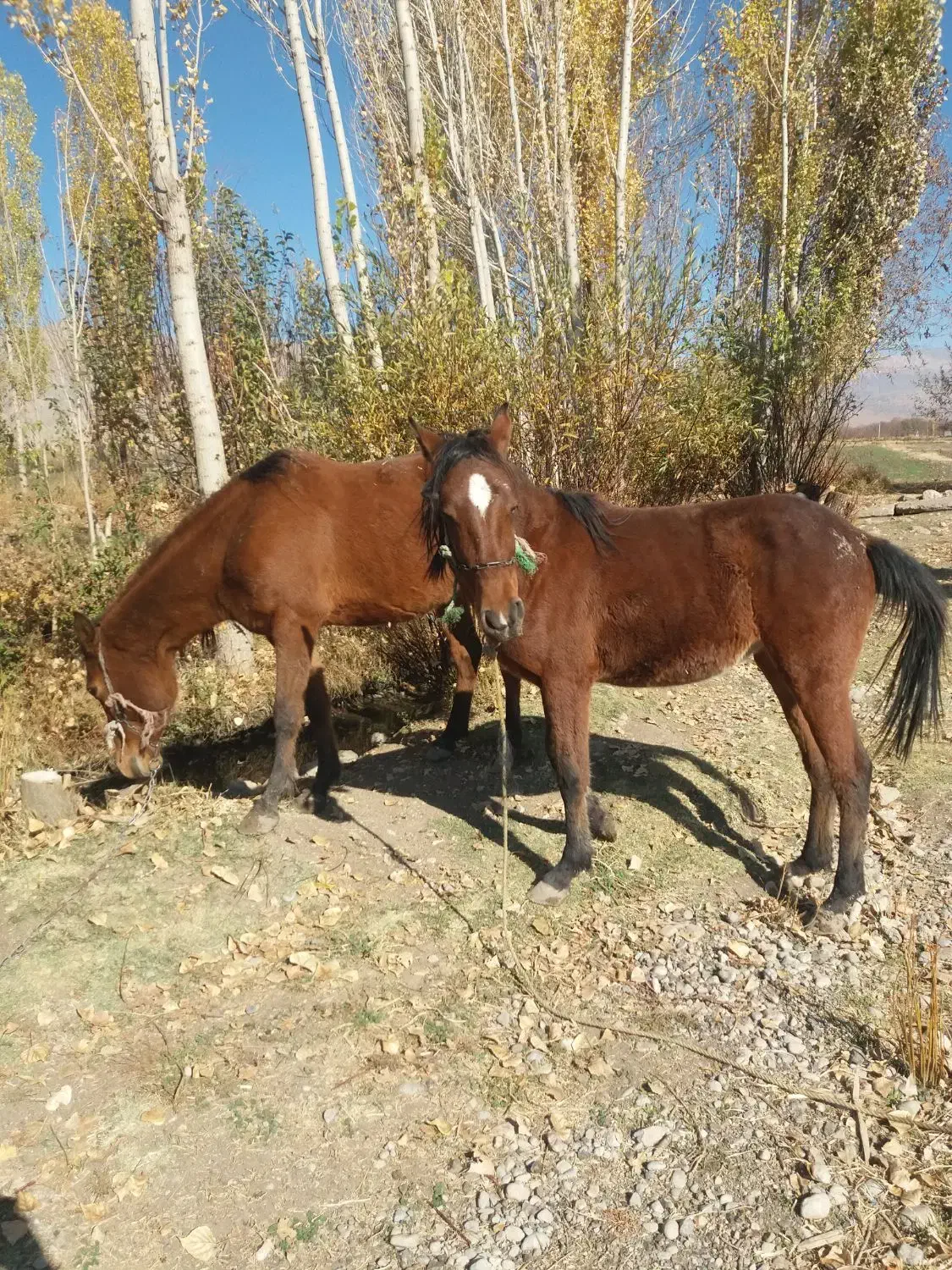 اسب مادیان|اسب و تجهیزات اسب‌سواری|الشتر, |دیوار