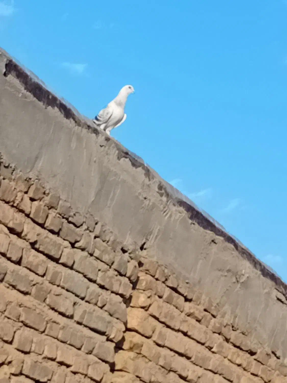 کفتر شامی|پرنده|سلامی, |دیوار