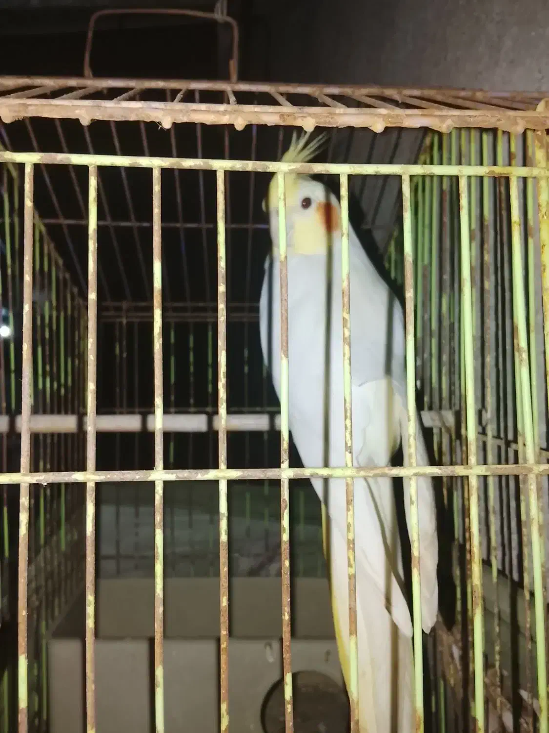 یکعددعروسهلندی750تومان|پرنده|آق قلا, |دیوار