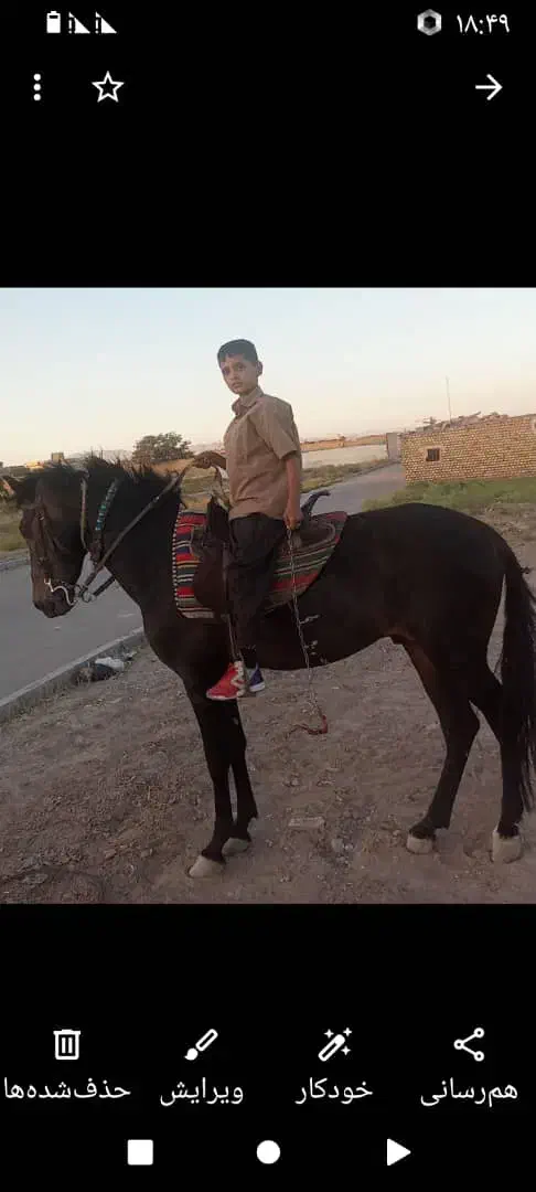 اسب سیاه|اسب و تجهیزات اسب‌سواری|مشهد, امیر آباد|دیوار