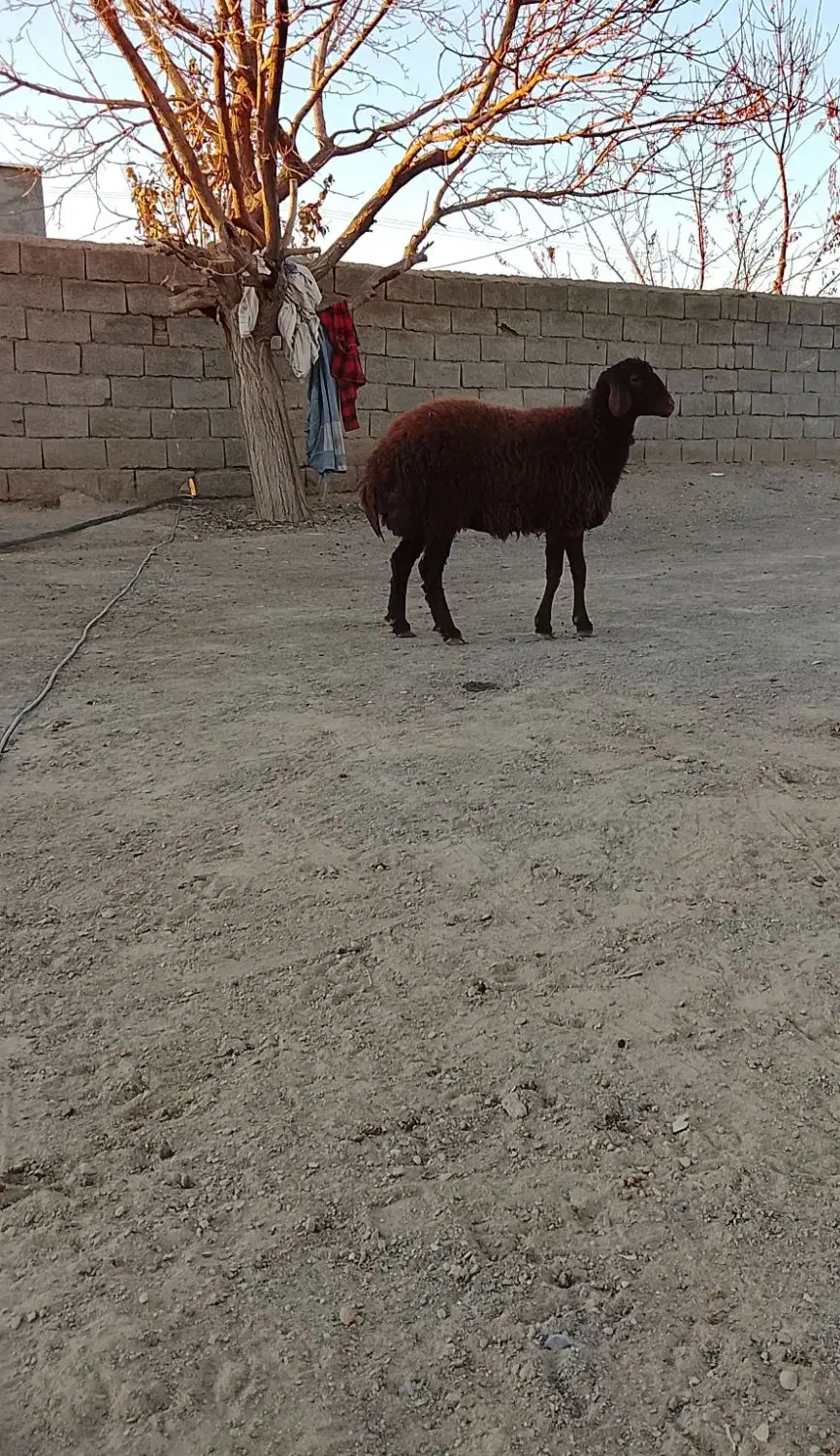 بره ماده|حیوانات مزرعه|تربت جام, جلگه موسی آباد|دیوار