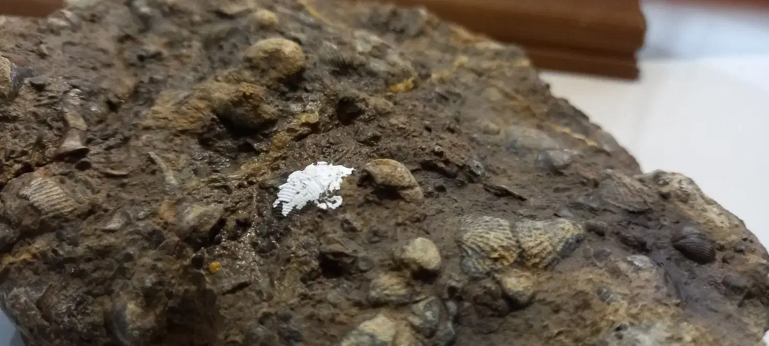 فسیل صدف|کلکسیون اشیاء عتیقه|وحیدیه, |دیوار