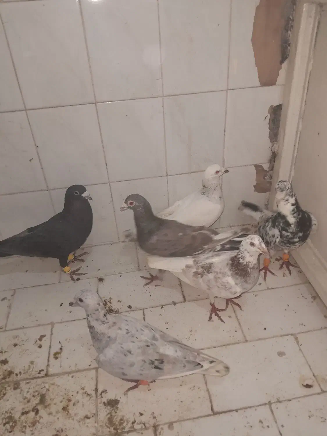 کفتر ،آس|حیوانات|تربت‌حیدریه, باغ سلطانی|دیوار