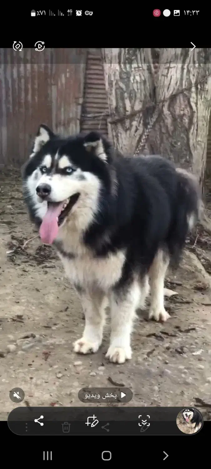 سگ ژرمن شولاین هاسکی مالاموت پیت بول|سگ|رشت, گلسار|دیوار