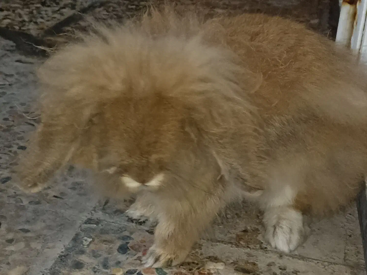 فروش خرگوش لوپ|موش و خرگوش|بوشهر, |دیوار