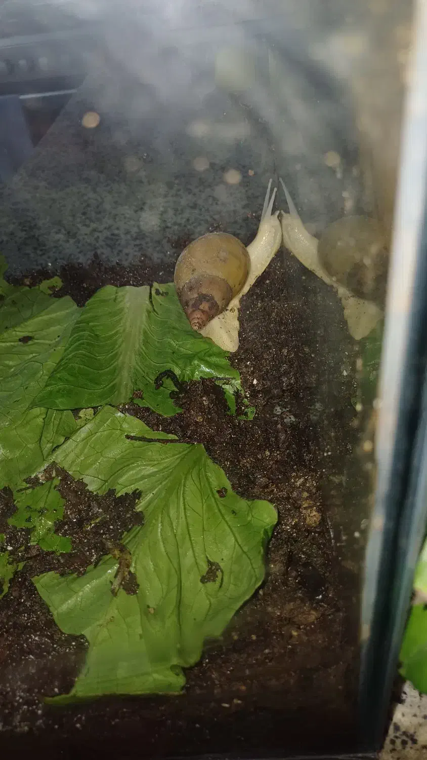 حلزون|خزنده|بندرعباس, |دیوار