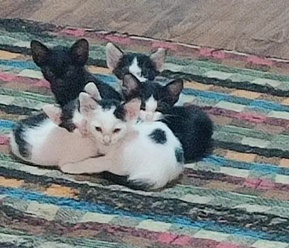 واگذاری بچه گربه|گربه|برازجان, |دیوار