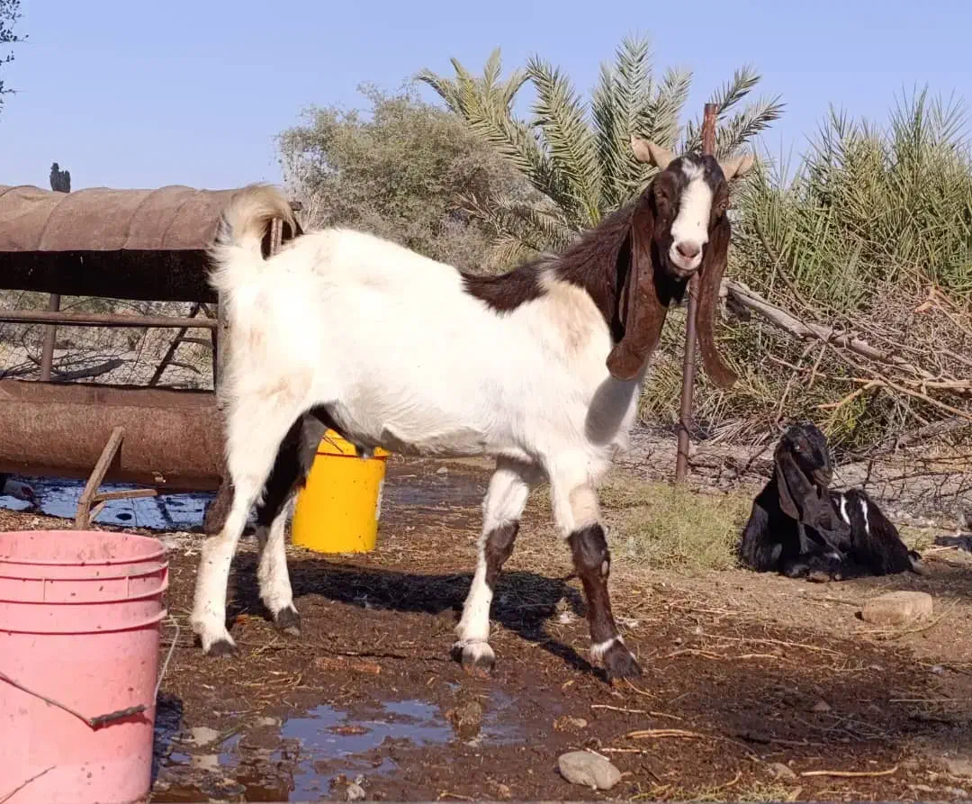 نری پاکستانی.نربز پاکستانی.بز نر|حیوانات مزرعه|جیرفت, |دیوار