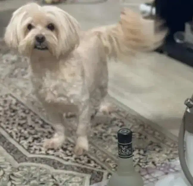 شیتوز|سگ|وحدتیه, |دیوار