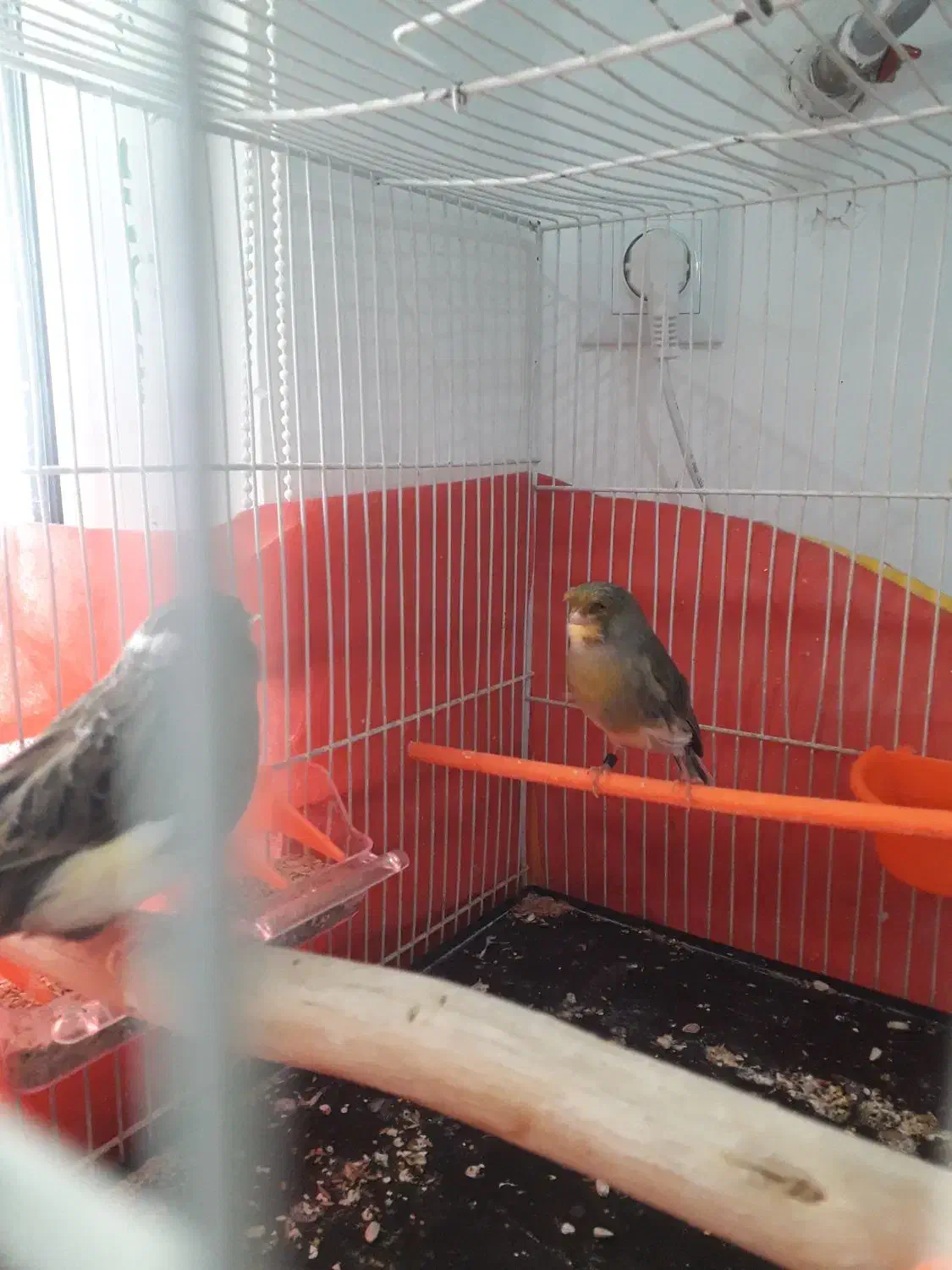 قناری ماده آماده. تخم خاکی کرده|پرنده|مشهد, نوید|دیوار