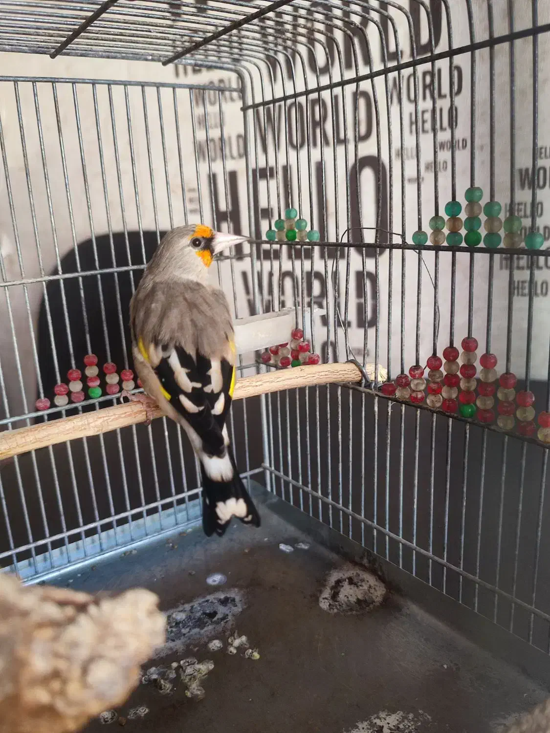 سهره کرمونی مست مست|پرنده|شیراز, دلجو|دیوار