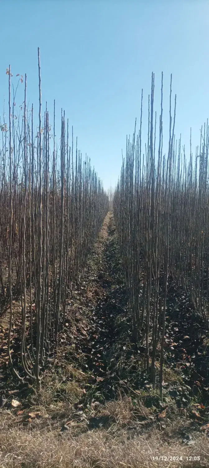 نهال های پرکیفیت و اصلاح شده|خدمات باغبانی و درختکاری|ساری, |دیوار