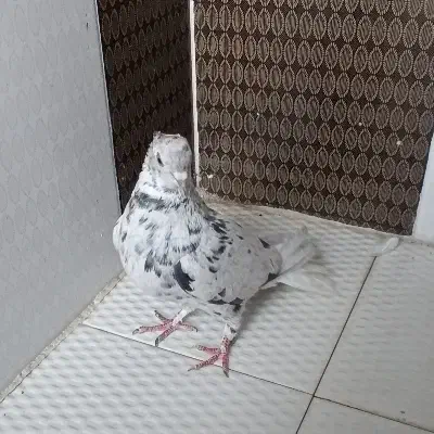 کفتر سرور دم سفید|پرنده|داراب, |دیوار